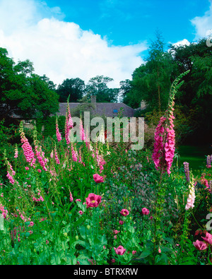 Carrigglas Manor, Co Longford, Irland; Informelle Bepflanzung mit Fingerhut, Mohn und Lupinen im Sommer Stockfoto