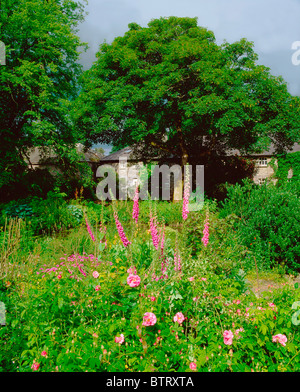 Carrigglas Manor, Co Longford, Irland; Informelle Bepflanzung mit Fingerhut und Rosa Mundi im Sommer Stockfoto