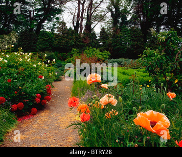 Fernhill Gärten, Co Dublin, Irland; Alpine Mohnblumen und Päonien Stockfoto