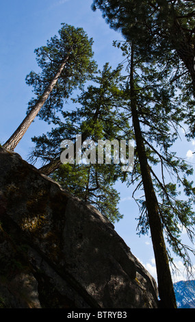 Bäume an einem steilen Hang in Tumwater Canyon, Kaskaden von Washington, USA. Stockfoto