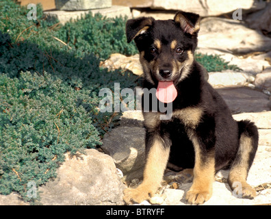 Deutscher Schäferhund-Mix Rasse Welpen im Steingarten suchen glücklich, Zunge, Ohren nach vorne bereit zu spielen, USA Stockfoto