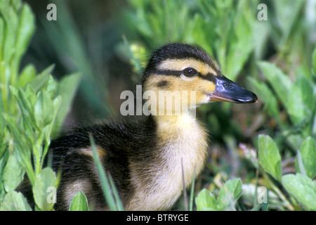 Niedliche juvenile Stockente Entlein, Anas Platyrhynchos, ein Dümpelfried Duck. stehend in den Untiefen eines Teiches Stockfoto