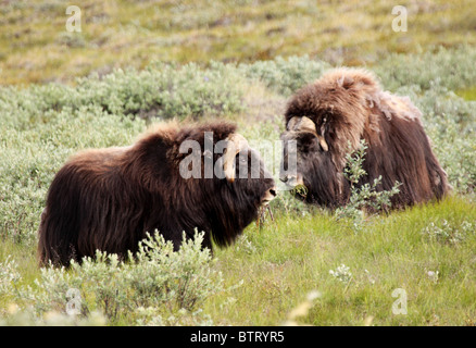 zwei männliche Bull Moschusochsen vor Stockfoto