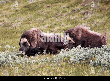 männliche Stiere Moschusochsen Ovibos Moschatus jagen Stockfoto