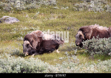 männliche Stiere Moschusochsen Ovibos Moschatus jagen Stockfoto