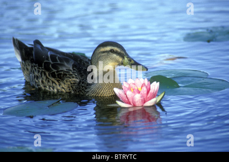 Weibliche Stockente Ente (Anas Platyrhynchos) schwimmt in der Nähe eine rosa Seerose (Nymphaea Capensis) Stockfoto