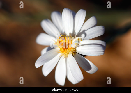 Baby White Aster (Leucelene Ericoides) Stockfoto