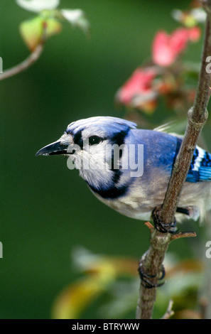 Blauhäher (Cyanocitta Cristata) thront auf Zweig der blühenden rosa Hartriegel Baum im Frühling, Nahaufnahme Stockfoto