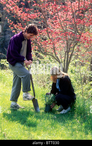 Mann und Frau, die Pflanzung im Frühlingsgarten in der Nähe von blühender Hartriegel Baum, Missouri USA Stockfoto