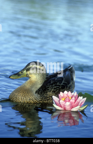 Weibliche Stockente Ente (Anas Platyrhynchos) schwimmt in der Nähe eine rosa Seerose (Nymphaea Capensis) Stockfoto