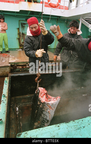 Illegale asiatische Long-Liner Boot Fischen für Thunfisch im Südatlantik. Stockfoto