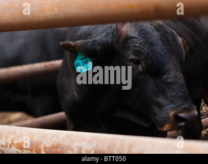 Kopf und Schultern eines schwarzen Stiers in einem Stift. Stockfoto