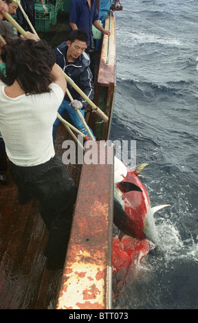 Illegale asiatische Long-Liner Boot Fischen für Thunfisch im Südatlantik. Stockfoto