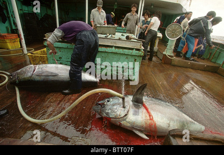 Illegale asiatische Long-Liner Boot Fischen für Thunfisch im Südatlantik. Stockfoto