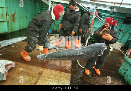 Illegale asiatische Long-Liner Boot Fischen für Thunfisch im Südatlantik. Stockfoto