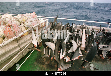 Illegale asiatische Long-Liner Boot Fischen für Thunfisch im Südatlantik. Stockfoto