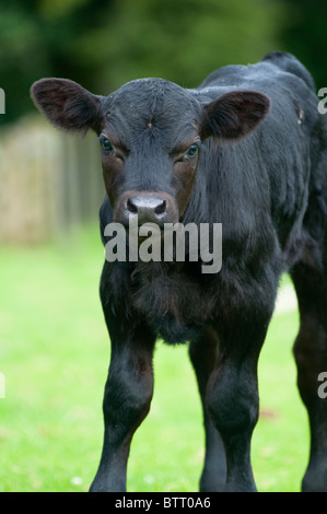 Schwarz Kalb sieht gerade an der Kamera. Der Peak District, England. Stockfoto