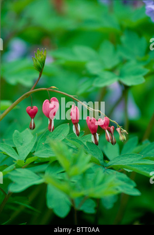 Tränendes Herz Blumen, Lamprocapnos Spectabilis (ehemals Dicentra Spectabilis), hängen zart Zweig im Frühling Stockfoto