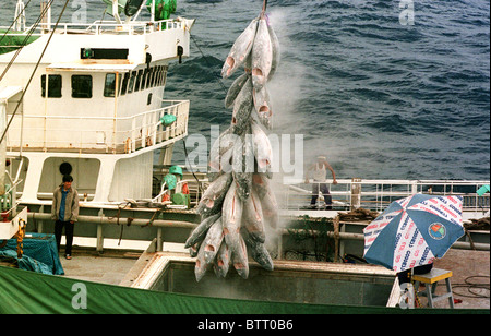 Die Umladung der gefrorene Thunfische zwischen Schiffen im Südatlantik. Stockfoto