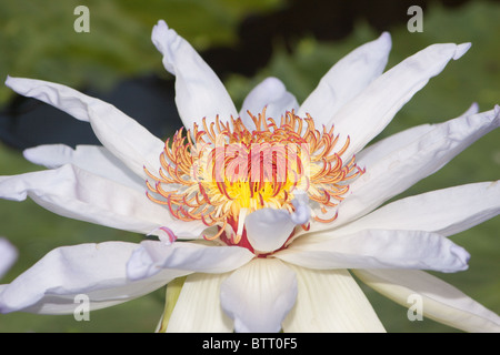 Seerose - Nymphaea Bordkanonen Kabuki Stockfoto