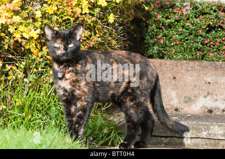 Erwachsene weibliche gestromte Schildpatt Katze sitzend gesehen in der Cotswold-Dorf Broadway, Worcestershire, UK. Stockfoto