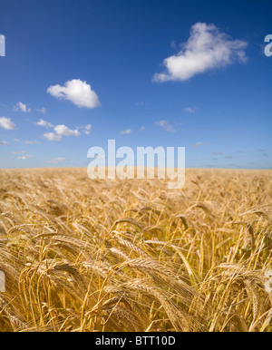 Ein Bereich der Gerste Reifung unter einem strahlend blauen Sommerhimmel Stockfoto