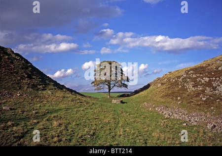 Platane (Acer Pseudoplatanus) an Sycamore Gap, Hadrianswall, Northumberland, England Stockfoto