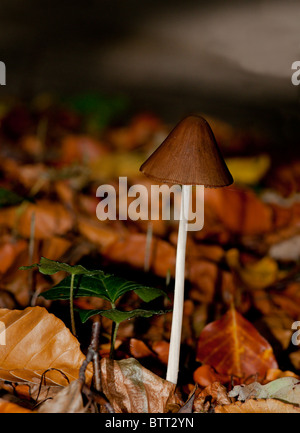 Mycena sp von Pilzen in golden, gelb und braun Buche Laub im Herbst. Von der Seite beleuchtet von schwachen Wintersonne. Stockfoto