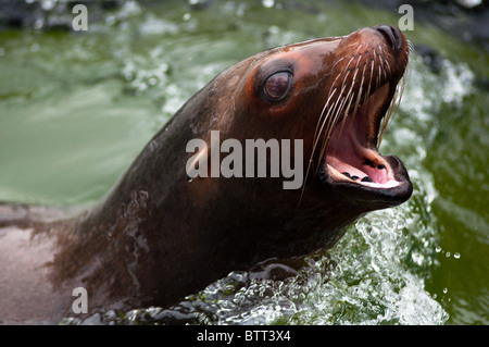 Bellen kalifornische Seelöwen Stockfoto