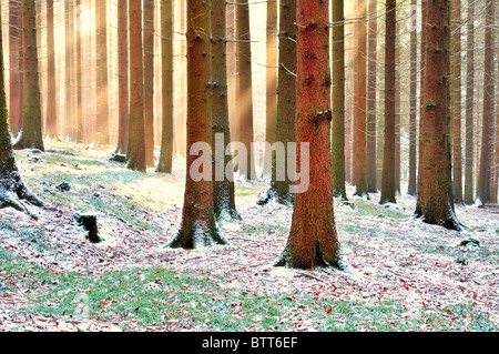 Deutschland, Odenwald: Winter Eindruck im Wald von Limbach Baden Stockfoto