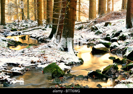 Deutschland, Odenwald: Winter Eindruck im Wald von Limbach Baden Stockfoto