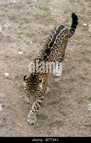 Jaguar, Cango Wildlife Ranch, Oudtshoorn, Südafrika. Stockfoto