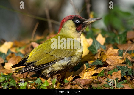 Grünspecht (Picus viridis), Erwachsene feeds Jugendlicher in einer