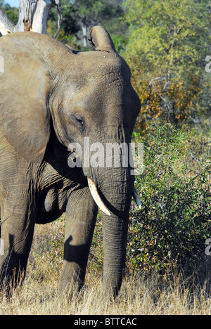 Elefanten im Timbavati Game reserve Krügerpark in Südafrika Stockfoto