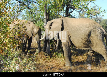 Elefanten im Timbavati Game reserve Krügerpark in Südafrika Stockfoto