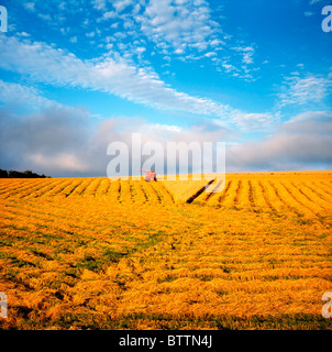 Kombinieren Sie ernten, Weizen, Irland Stockfoto