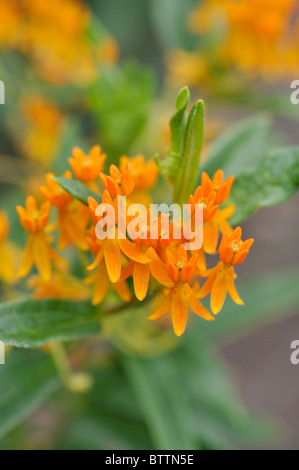 Schmetterling Seidenpflanze (Asclepias tuberosa) Stockfoto