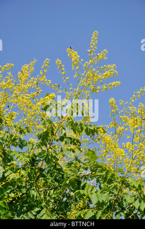 Golden Rain Tree (koelreuteria paniculata) Stockfoto