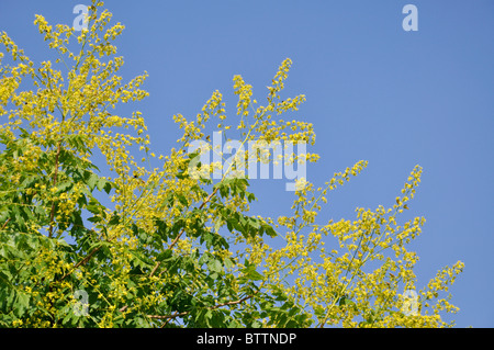 Golden Rain Tree (koelreuteria paniculata) Stockfoto