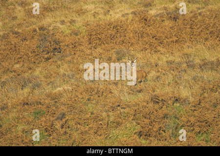 Rothirsch Cervus Elaphus junger Hirsch auf Moorland im Exmoor National Park, Somerset im Oktober. Stockfoto