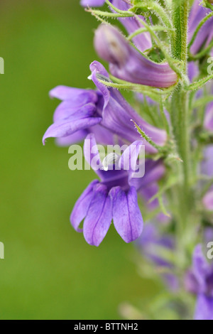 Große Blaue lobelia (lobelia siphilitica) Stockfoto