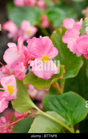 Begonien (Begonia semperflorens 'volumia Pink') Stockfoto