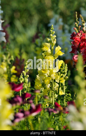 Snapdragon (antirrhinum majus) Stockfoto