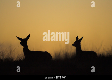 Rothirsch Cervus Elaphus weibliche Silhouette auf Moorland im Exmoor National Park, Somerset im Oktober. Stockfoto