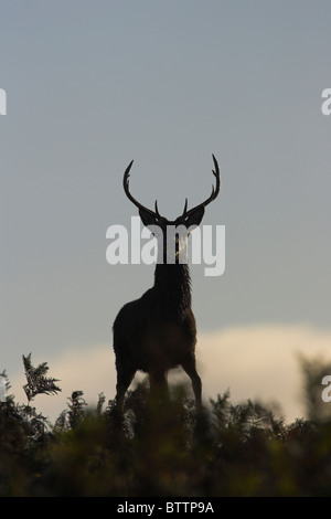 Rothirsch Cervus Elaphus Hirsch Silhouette auf Moorland im Exmoor National Park, Somerset im Oktober. Stockfoto