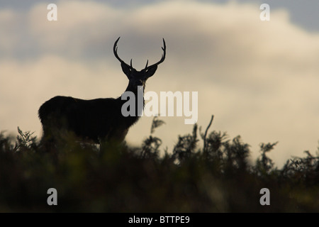 Rothirsch Cervus Elaphus Hirsch Silhouette auf Moorland im Exmoor National Park, Somerset im Oktober. Stockfoto