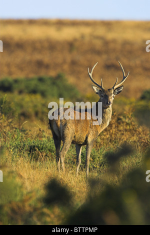 Rothirsch Cervus Elaphus Hirsch auf Moorland im Exmoor National Park, Somerset im Oktober. Stockfoto