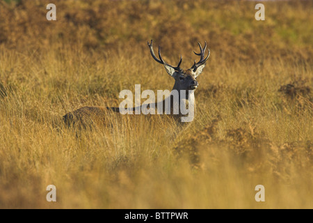 Rothirsch Cervus Elaphus Hirsch auf Moorland im Exmoor National Park, Somerset im Oktober. Stockfoto