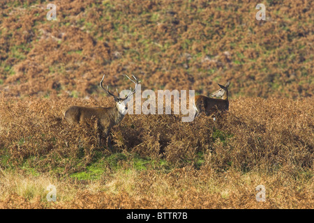 Rothirsch Cervus Elaphus Hirsch in der Nähe von Hind auf Moorland im Exmoor National Park, Somerset im Oktober. Stockfoto