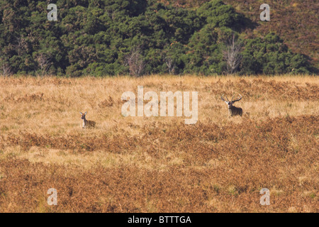 Rothirsch Cervus Elaphus Hirsch Jagd Hirschkuh auf Moorland im Exmoor National Park, Somerset im Oktober. Stockfoto